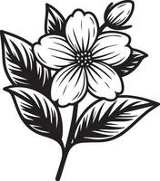 Jasmine flower outline, Beautiful botanical jasmine flowre pattern, illustration coloring page or book, star jasmine flower drawings, flower sketch art of black and white ingraved isolated on white vector