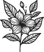 Jasmine flower outline, Beautiful botanical jasmine flowre pattern, illustration coloring page or book, star jasmine flower drawings, flower sketch art of black and white ingraved isolated on white vector