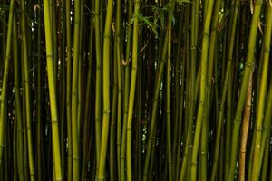 Fresh bamboo background photo