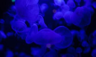 Jellyfish in action in the aquarium,Creating beautiful effect while in motion photo