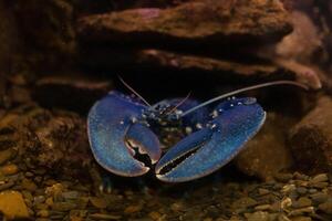 Blue crayfish in aquarium photo