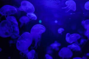 Jellyfish in action in the aquarium,Creating beautiful effect while in motion photo