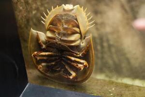 Terrifying Sea Beast Bathynomus giganteus or Giant isopod photo