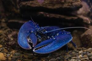 azul cangrejo de río en acuario foto