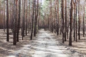 pine forest rural road photo