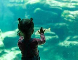 pequeño niña acecho peces en un grande acuario en el oceanópolis, pecho, Francia 31 mayo 2108 foto