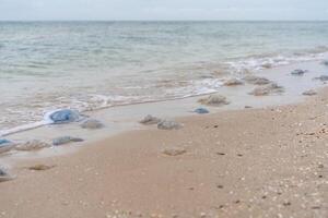 muchos muerto Medusa en mar playa superficial agua cornerot y aurelia Medusa en el arenoso apuntalar y en el agua. foto