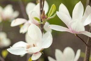 hermosa cerca arriba magnolia flores floreciente magnolia árbol en el primavera. selectivo foco.blanco ligero primavera floral foto antecedentes