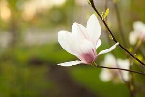 hermosa cerca arriba magnolia flores floreciente magnolia árbol en el primavera. selectivo foco.blanco ligero primavera floral foto antecedentes
