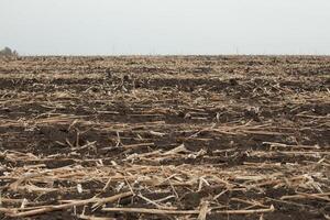 imagen de final de el verano, seco maíz después cosecha. foto