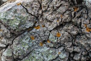 natural colored pattern on a single stone with moss and fungus wind Salts time photo