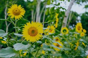 girasol creciente en un campo de girasoles durante un bonito soleado verano día. helianto. foto