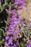 Royal Beardtongue, Penstemon Speciosus, a native perennial monoclinous herb displaying terminal dichasiate thyrse inflorescences during Summer in the San Emigdio Mountains. photo