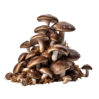 AI generated Nameco mushrooms isolated png