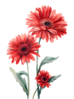 ai generado gerbera margaritas flor mínimo acuarela en blanco antecedentes png