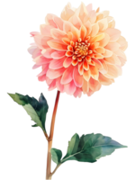 ai genererad vattenfärg bukett krysantemum, november födelse månad blomma, design för grafik och kort png