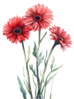 ai generado gerbera margaritas flor mínimo acuarela en blanco antecedentes png