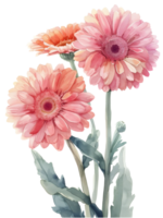 AI generated Gerbera Daisies flower Minimal watercolor on white background png