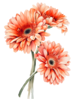 ai generado gerbera margaritas flor mínimo acuarela en blanco antecedentes png