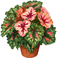 AI generated painted leaf begonia that thrives in a pot which is a decoration in a restaurant with a garden concept png
