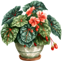 AI generated painted leaf begonia that thrives in a pot which is a decoration in a restaurant with a garden concept png