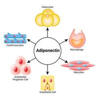 adiponectina Ciencias diseño vector ilustración diagrama