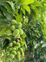 lozano verde árbol cargado con maduro mangos foto