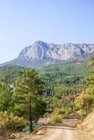 Dirt road through a lush green forest with a mountain in the distance photo