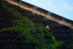solitario pájaro es disfrutando luz de sol foto