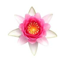 Pink Hardy Water lily flower isolated on white background photo