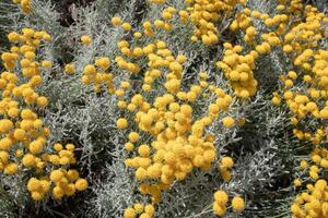 Vibrant yellow flowers blooming amidst silver-gray foliage, suitable for nature and garden themes. photo