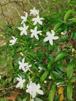 Creative layout Made of green leaves and white flower.flat lay.nature consept photo