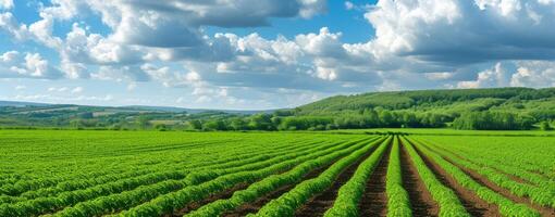 AI generated Panoramica View Ofcolorful Fields, and Rows of Currant Bush Seedlings as A Background Composition. generative ai photo