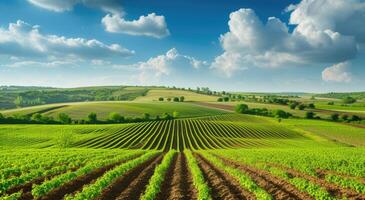 AI generated Panoramica View Ofcolorful Fields, and Rows of Currant Bush Seedlings as A Background Composition. generative ai photo