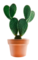 cactus opuntia con coniglio orecchie nel pentola, isolato coniglietto orecchio cactus Casa pianta con ritaglio sentiero png