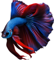 AI generated Siam betta fish, Watercolor painting of Siam betta fish. png