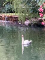 blanco cisne en un lago en un calma paisaje con flores foto