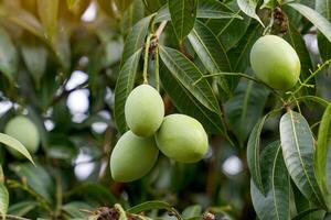 el joven plango Fruta manojo en el árbol es un joven Fruta ese es verde en color y tiene un muy agrio gusto. maduro Fruta es naranja amarillo con suave, jugoso carne. eso tiene un dulce y agrio gusto. foto