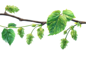 AI generated Illustration of Hop Cones on a Vine png