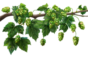 AI generated Illustration of Hop Cones on a Vine png