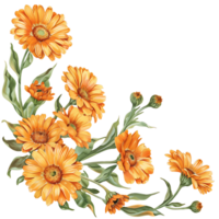 ai généré doux coups de pinceauaquarelle calendula clipart png