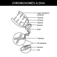 celúla, cromosoma, adn y gene vector