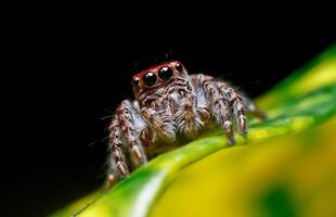 mejor macro Disparo de saltando araña, araña, saltando araña fotografía foto