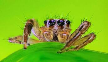 Best macro shot of jumping spider, spider,jumping spider photography photo