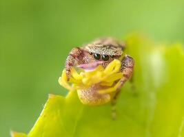 Best macro shot of jumping spider, spider,jumping spider photography photo