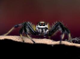 Best macro shot of jumping spider, spider,jumping spider photography photo