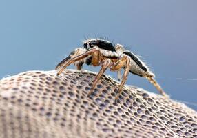 Best macro shot of jumping spider, spider,jumping spider photography photo