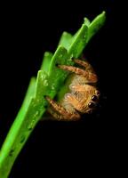 Best macro shot of jumping spider, spider,jumping spider photography photo