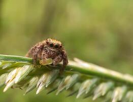 Best macro shot of jumping spider, spider,jumping spider photography photo