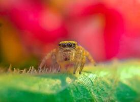 Best macro shot of jumping spider, spider,jumping spider photography photo
